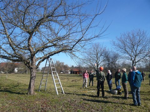 Baumschneidekurs auf der Streuobstwiese