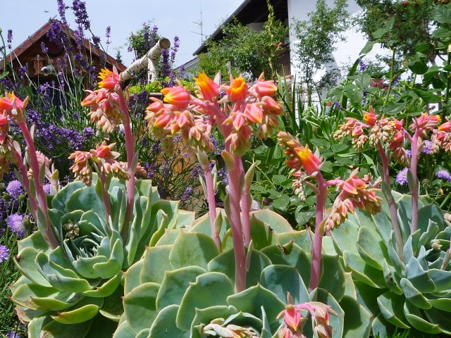 Tag der offenen Gartentüre 2008