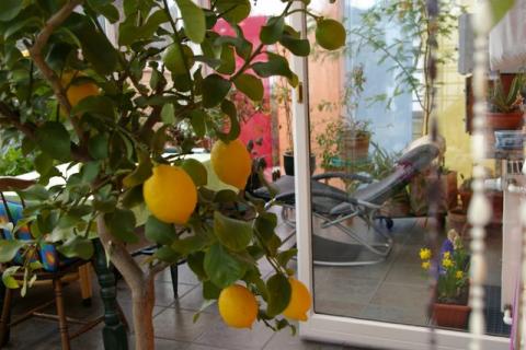 Crveny-Winter-08--11-