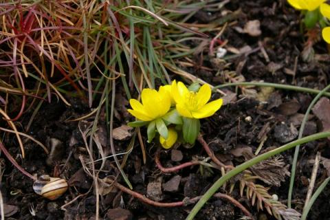 Crveny-Winter-08--3-