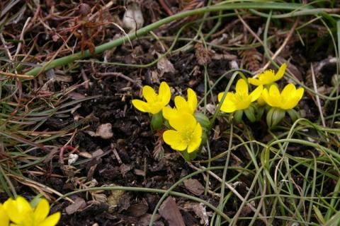 Crveny-Winter-08--4-