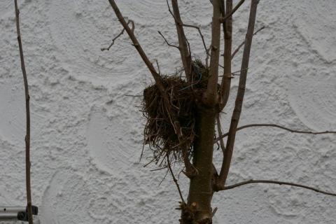 Crveny-Winter-08--7-