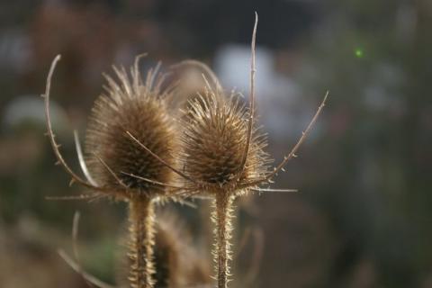 Heindl-Winter-08--1-