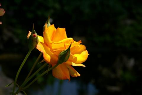 Neumeier-Juni-08--3-