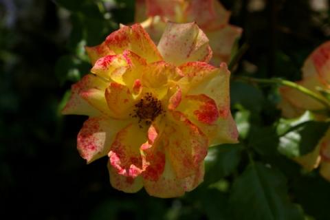 Neumeier-Juni-08--4-