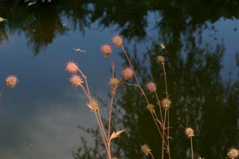 Neumeier-Juni-08--5-