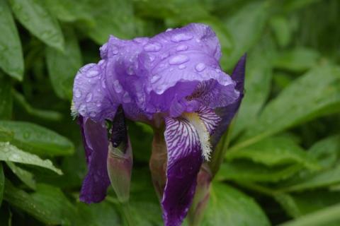 Neumeier-Mai-08--10-