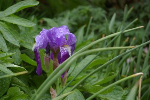 Neumeier-Mai-08--11-