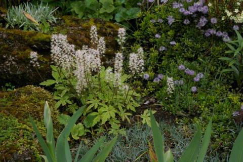 Neumeier-Mai-08--15-