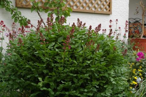 Neumeier-Mai-08--16-