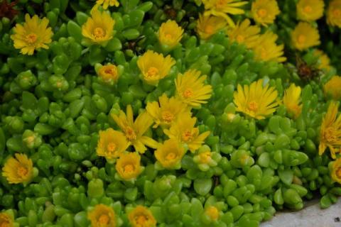 Neumeier-Mai-08--20-