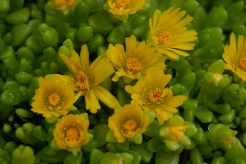 Neumeier-Mai-08--21-