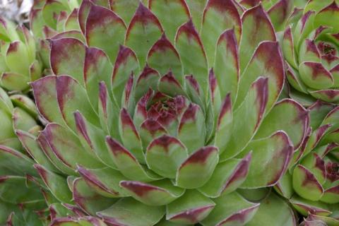 Neumeier-Mai-08--22-