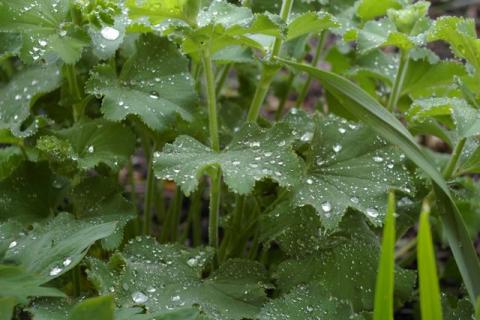 Neumeier-Mai-08--23-