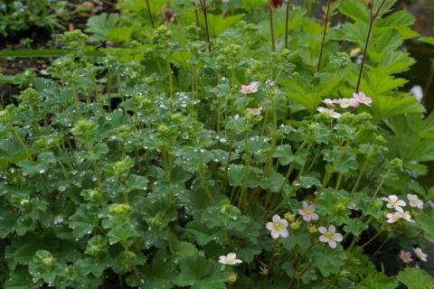 Neumeier-Mai-08--25-