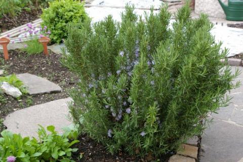 Neumeier-Mai-08--28-