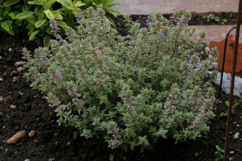 Neumeier-Mai-08--29-