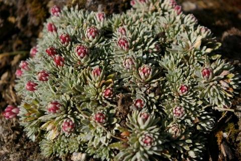 NeumeierWinter-08--12-