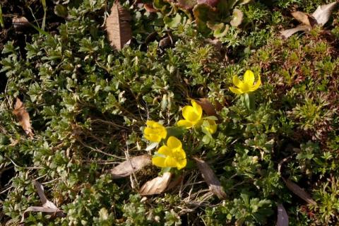 NeumeierWinter-08--3-