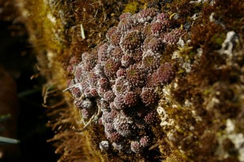 NeumeierWinter-08--7-