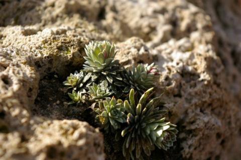 NeumeierWinter-08--8-