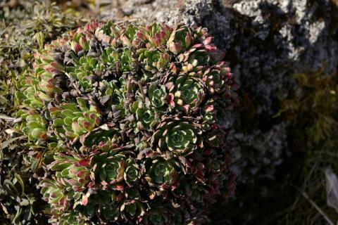 NeumeierWinter-08--9-