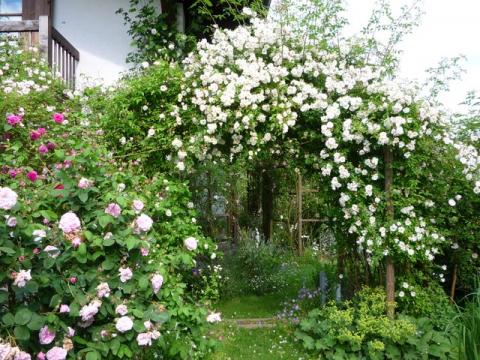 PittnerAnf-Juni--10-