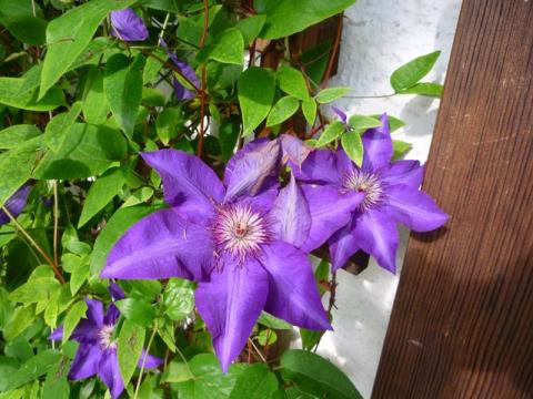 PittnerAnf-Juni--13-