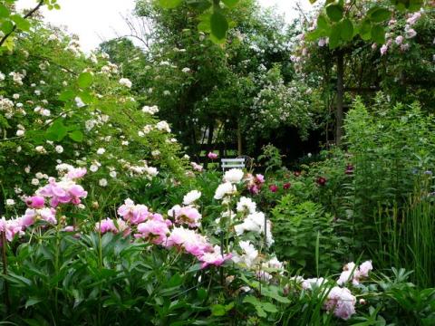 PittnerAnf-Juni--16-