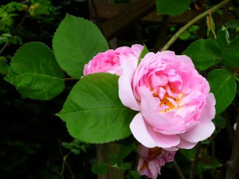 PittnerAnf-Juni--18-