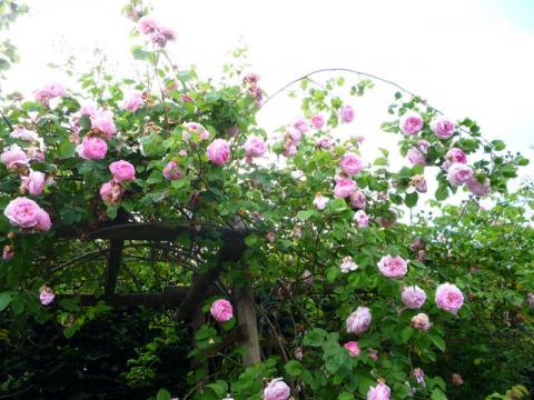 PittnerAnf-Juni--19-