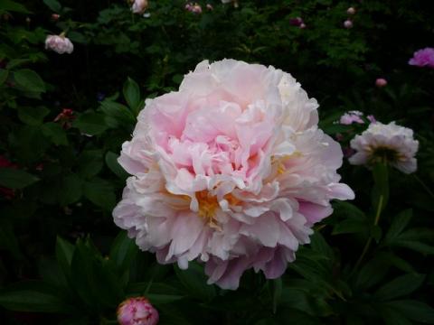 PittnerAnf-Juni--23-