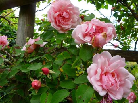 PittnerAnf-Juni--27-