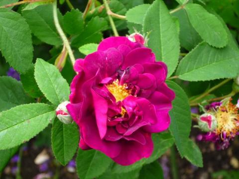 PittnerAnf-Juni--28-