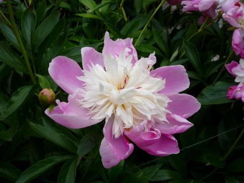 PittnerAnf-Juni--29-