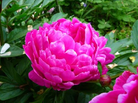 PittnerAnf-Juni--30-