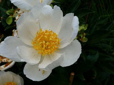 PittnerAnf-Juni--32-