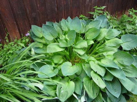 PittnerAnf-Juni--37-