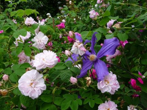 PittnerAnf-Juni--43-