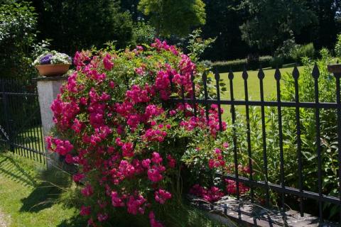 Stp---bermoos-Juni-08--5-