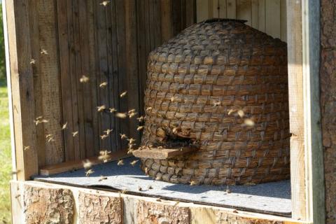 Streuobstwiese-Juni-08